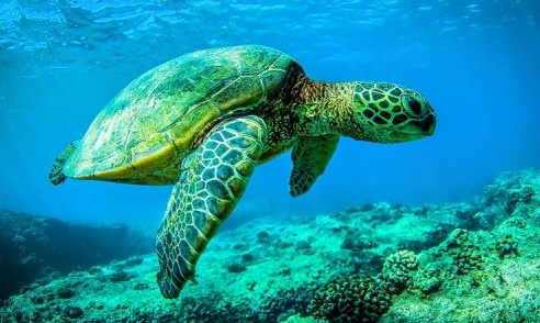 Rùa: Biểu Tượng Linh Thiêng và Sự Tài Lộc Trong Giấc Mơ kubet 🎖 ku casino đăng ký kubet đăng nhập ku 24/7