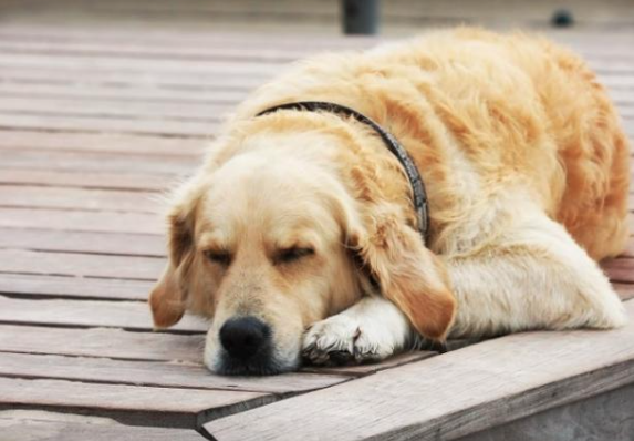 Giải Mã Giấc Mơ Thấy Chó: Những Điều Bất Ngờ về Tính Cách, Cuộc Sống và Sự Nghiệp Ku Casino