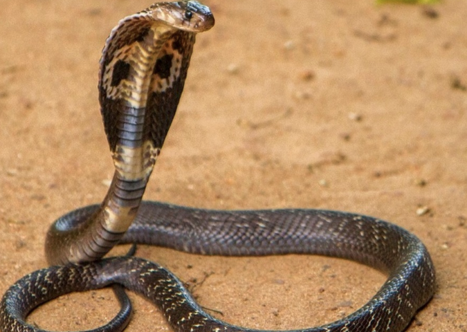 Mơ Thấy Rắn Đen Đánh Con Gì, Có Điềm Báo Kubet Ra Sao?